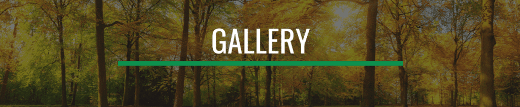 gallery Gallery